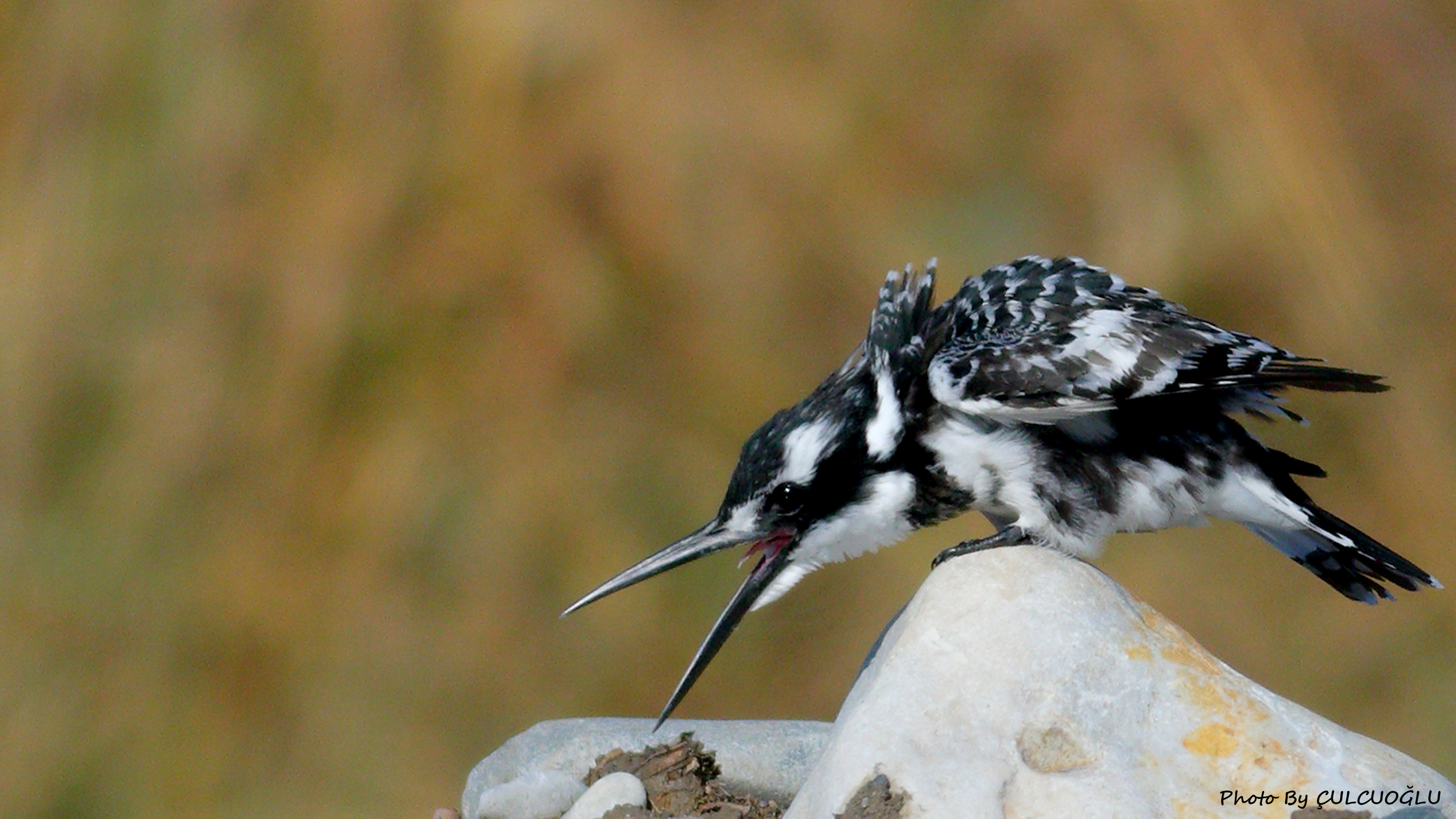 Pied Kingfisher